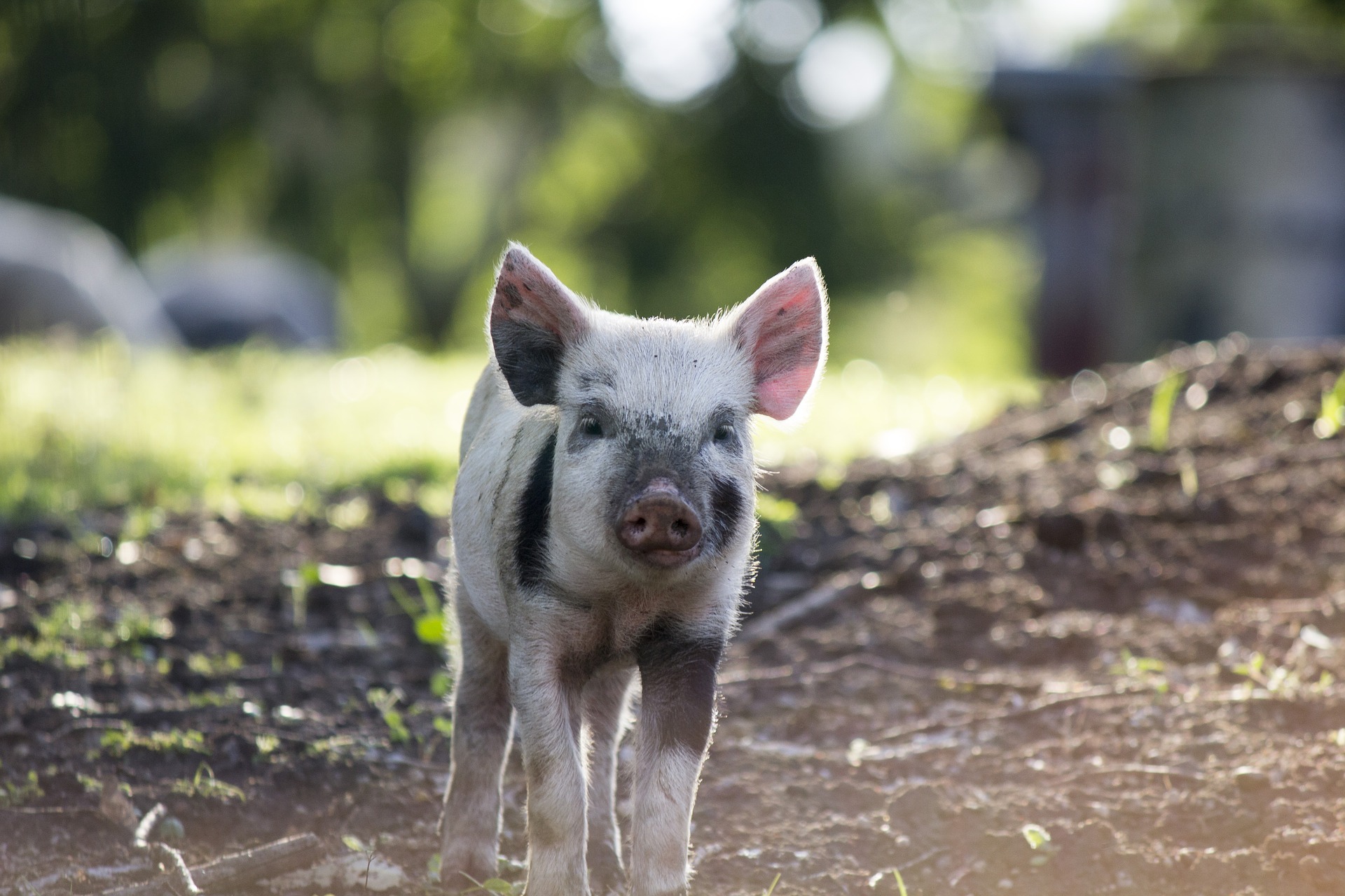 Piglet in the woods